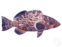 Black Grouper